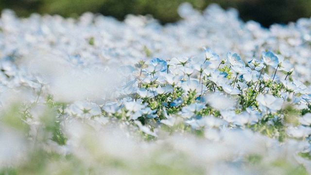 La Tendostruttura come copertura antigrandine